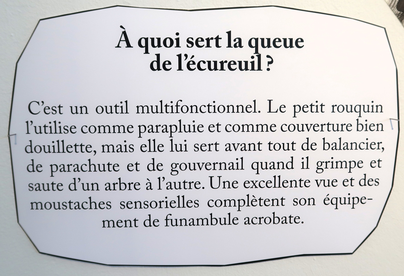 à quoi sert la queue de l'écureuil ?