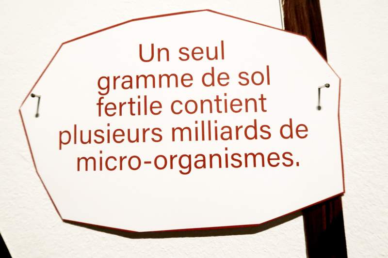 les micro-organismes