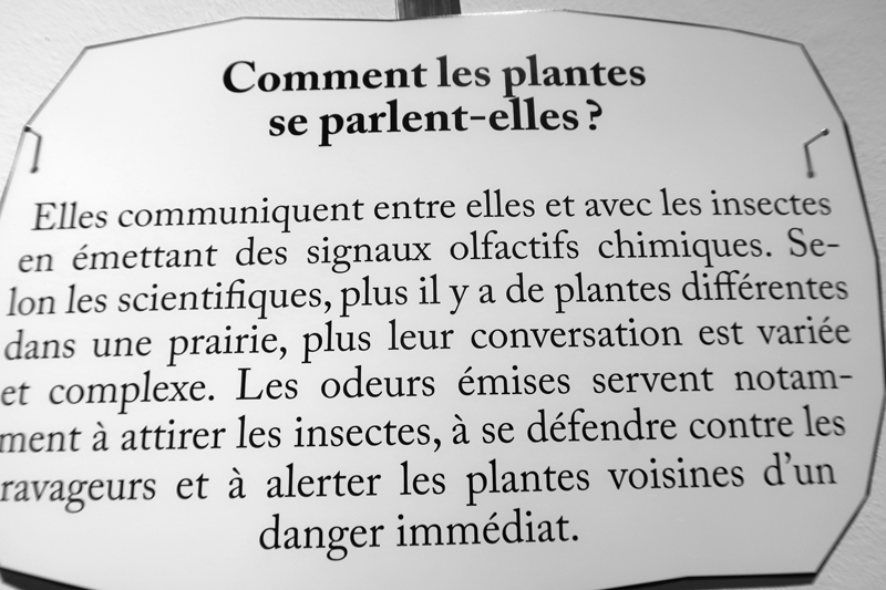 comment les plantes se parlent-elles ?
